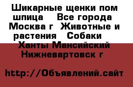 Шикарные щенки пом шпица  - Все города, Москва г. Животные и растения » Собаки   . Ханты-Мансийский,Нижневартовск г.